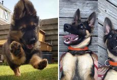 10+ Pics Of German Shepherd To Put A Smile On Your Face