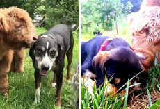 Cow Rejected By His Mother Grows Up With Dogs & Now He Thinks He’s One Of Them