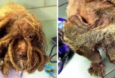 “Hideous Monster” Transforms Into Angelic Soul When The Right Human Finds Her