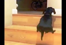 Dachshund Dramatically Struggles To Climb Up The Stairs But She Doesn’t Give Up