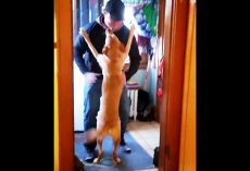 Dog Sees Dad After 2 Months, Leaps Into His Arms To Show How Much He Was Missed