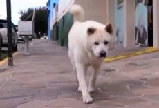 Loyal Dog Refuses To Accept Dad’s Death, Walks Same Route Daily Looking For Him