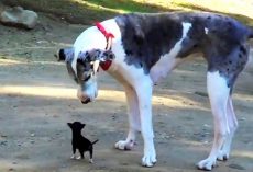 Minuscule Puppy Escapes Shelter Kennel & Tries To Make Friends With Large Dog