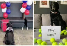 Retired TSA Explosive Detection Dog Gets Final Bag Search & Reward Gift