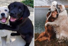 10+ Incredible Pics Of Dogs Hugging Their Soulmates That Will Melt Your Heart