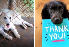 5 Reasons Why You Should Consider A Rescue Or Shelter Dog For Your Next Dog