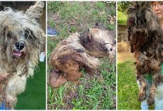 84 Dogs Soaked In Urine & Feces Were Rescued From Wire Cages At Puppy Mill