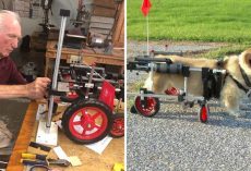 92-Year-Old Retired Veterinarian Has Been Making “Wheelchairs” For Paralyzed Animals For Over 60 Years
