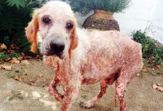 Dog Eaten Alive By Parasites, Stares At Newlyweds & Asks Them To Take His Pain Away