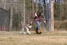 After Spending His Entire Life On A Chain, Biscuit Was Shown An Empty Field