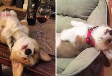 10+ Photos Of Puppies That Passed Out In The Most Hilarious Positions