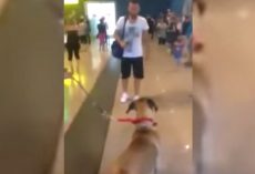 His Dog Stops And Stares At The Person He Hasn’t Seen For 3 Years