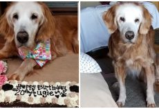 World’s Oldest Living Golden Retriever Celebrates Her 20th Birthday