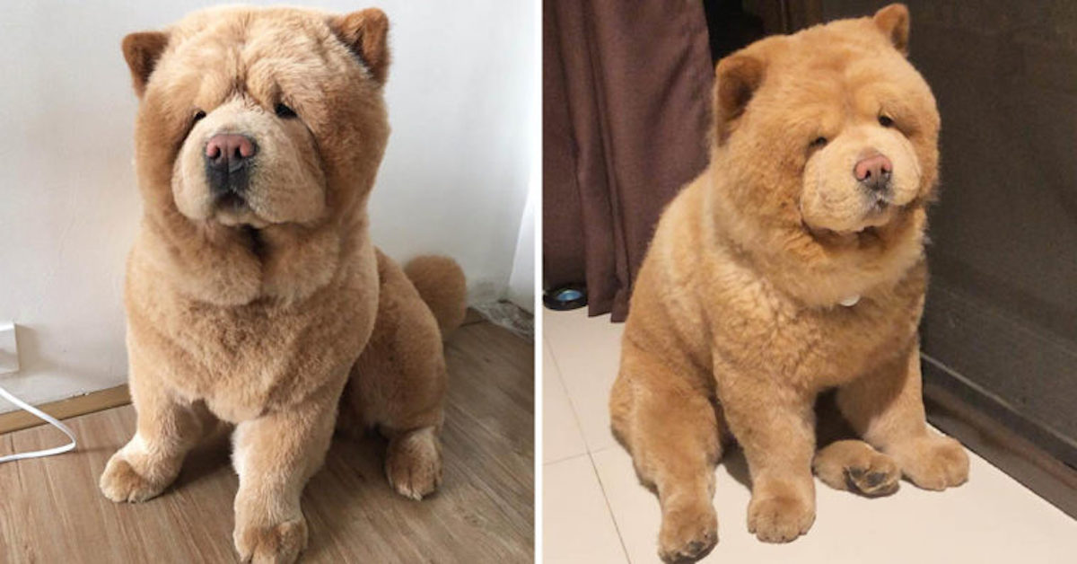 chow chow plush toy