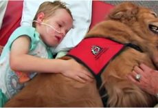 Boy With Brain Injury Won’t Wake Up, Family Says Goodbye As Dog Lay On Top Of Him