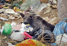 When He Grew Sick, His Family Dumped Him On The Streets To Live Amongst Garbage