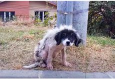 Locked-Out For Being A Nuisance, He Weakened & Lost Fur As He Shivered In Cold