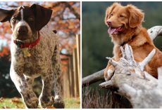 Sheriff Advises Public To Keep An Eye On Dogs After Many Poisonings Reported