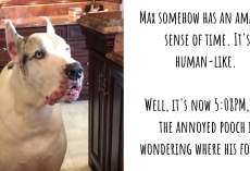 Dinner Is Late, And Max The Great Dane Is One ‘Unhappy’ Dog