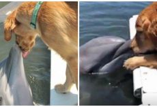 Dolphin Waits For Big Wet Doggy Kiss From His Golden Retriever Bestie