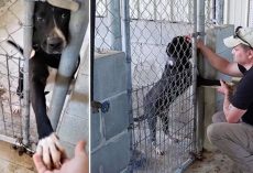 Shelter Dog Wants To Hold Hands With Anyone Passing By