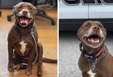 Unwanted Pit Bull Is Taken In By Police, Becomes Member Of The Department