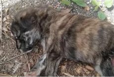 Lady Picked Up Lifeless Puppy And Hung Her Favorite Rosary Around His Neck