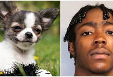 Teen Stomped His Family’s Chihuahua To Death, Then Dumped Her Body At The Shore