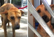 Sad Dog Who Cried In The Shelter All Day Can Now Sleep With A Smile