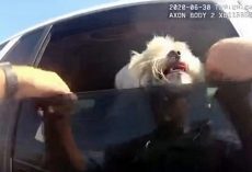 Cop Saves Panting Dog From Sweltering Car While Owner Eats At Nearby Restaurant