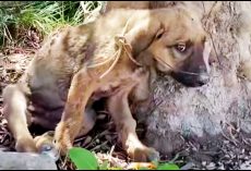 Confused Puppy Pelted By Tiny Bullets & Tied Up With Wire, Felt It’s All His Fault