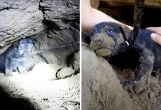 8 Tiny Puppies Scream From Inside Narrow Hole, 9th Puppy Falls Deeper Into Hole