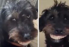 Mom’s Puppy Steals Her Dentures And Parades Around The House