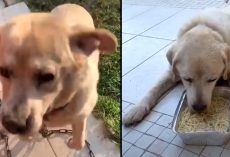 Woman Comes Across Dog Chained For 10 Years, Asks If She Can Walk Him