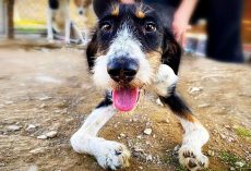 Stuck In A Shelter, He Dragged Himself Across Gravel With His Twisted Legs
