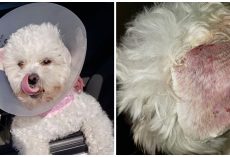 Woman Suing PetSmart, Says Groomer Almost Killed Her Emotional Support Dog