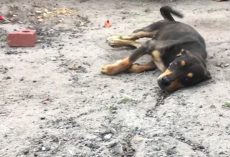 Disabled Dog Is Up Next On The Euthanasia Block When He Wags His Tail
