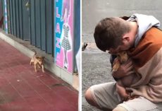 Tiny Stray Puppy Wagged Her Tail Every Time Someone Passed Her Hoping To Be Adopted
