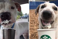 This Shelter Takes Dogs Out For ‘Puppuccinos’ To Find Them Furever Homes