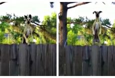 Neighbors Heard Noises On A Trampoline So They Quickly Recorded It On Camera