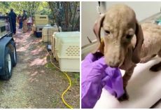 300 Dogs Seized From “Puppy Mill” Duo With Long History Of Cruelty to Animals