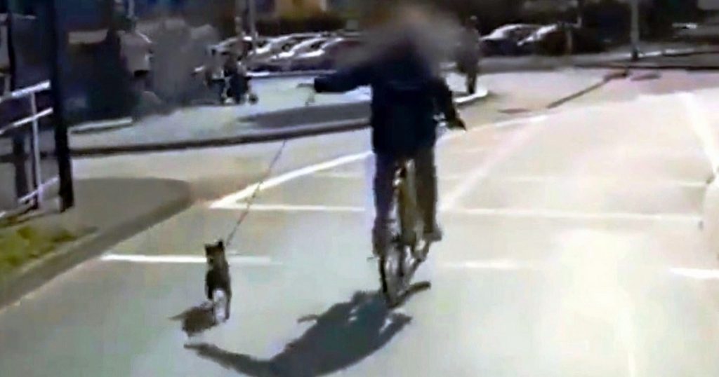 Reckless Woman Drags Tiny Dog On Leash While Cycling On Busy Street On