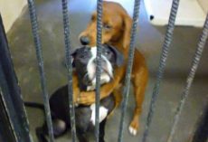 Shelter Dog Hugs Her BFF Hours Before Euthanasia And Saves Their Lives
