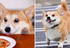 This Corgi Has The Funniest Emoji-Like Facial Expressions That Will Instantly Put A Smile On Your Face