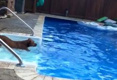 Dog With Water Phobia Jumps Into Pool When Her Drowning Human Shouts For Help