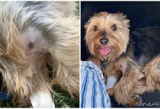 11-Year-Old Yorkie Endures Bite From Rattlesnake To Save His Humans During Hike