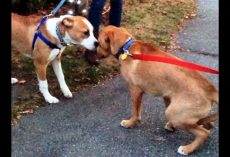 Bonded Dogs Devastated As One Of Them Gets Adopted & The Other Is Left Behind