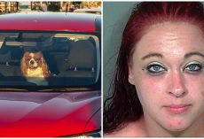 Pup Yelps For Help & Spits Out Blood After Owner Left Him In Hot Car For An Hour