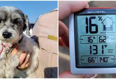 Man Rescues Pup In Distress Who Was Left In 131-Degree Car, Owner Arrested