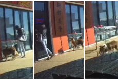 After Woman Leaves Border Collie Tied To Shopping Cart, Dog Slams Into Car